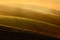 Sow field, wavy brown hillocks, agriculture landscape, nature carpet, Tuscany, Italy