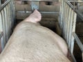 Pregnant Sow