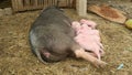 Piglets suckling from sow's teats in a farmyard