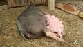 Piglets suckling from sow's teats in a farmyard