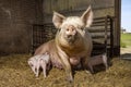 Sow pig and her cute pink piglets drinking in the straw in a barn from mother pig`s teats, suckling milk Royalty Free Stock Photo