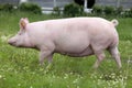 Sow pig runs across summer pasture meadow Royalty Free Stock Photo