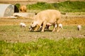 Sow with Piglets Royalty Free Stock Photo