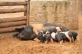 Sow with piglets