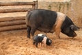 Sow with piglets Royalty Free Stock Photo