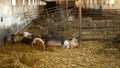 Sow and piglets of domestic pig Sus scrofa domesticus swine, hog in a cote straw profile pink and black, breeding on bio
