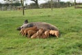 Sow and piglets in a farm or a farmland. pigs.