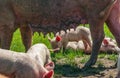 Sow with Piglets feeding on free range farm. Royalty Free Stock Photo