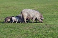 A sow with piglings grazes Royalty Free Stock Photo