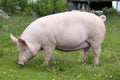 Side view photo of a pink colored young sow on the meadow Royalty Free Stock Photo