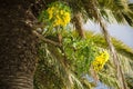 Sow thistle in bloom growing on the trunk of a Canary Island date palm. Royalty Free Stock Photo