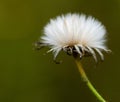 Sow-thistle seed head