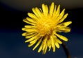 Sow thistle, small dandelion flower Royalty Free Stock Photo