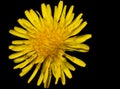 Sow thistle, small dandelion flower Royalty Free Stock Photo