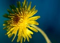 Sow thistle, small dandelion flower Royalty Free Stock Photo