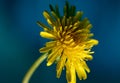 Sow thistle, small dandelion flower Royalty Free Stock Photo