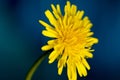 Sow thistle, small dandelion flower Royalty Free Stock Photo