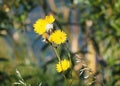 Sow Thistle Or Sonchus Arvensis In Bloom Royalty Free Stock Photo
