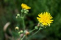 Sow thistle yellow Royalty Free Stock Photo