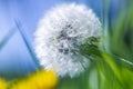 Sow-thistles and pappus on a country meadow. Royalty Free Stock Photo