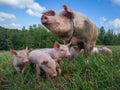 Sow watches the piglets in the meadow. Organic piggies on the organic rural  farm. Rural piglets roam in field. Squeakers graze Royalty Free Stock Photo
