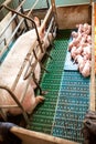 Sow with young pigs in a pig pen at the farm