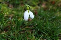Sowdrop in the meadow Royalty Free Stock Photo