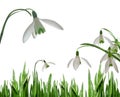 Sowdrops and grass Royalty Free Stock Photo
