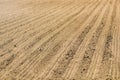 Sowed field. Agricultural fields in spring. Sowing crops.