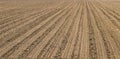 Sowed field. Agricultural fields in spring. Sowing crops.