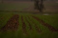 Sowed field with green grass and brown soil