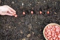 sowing broad beans in fertile soil. gardener's hand plant broad bean cultivation in vegetable garden Royalty Free Stock Photo