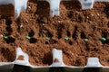 Sowing of Broad beans