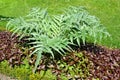 Sowing campaign artichoke Cynara scolymus L. in decorative gardening