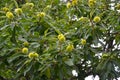 Sowing campaign chestnut Castanea sativa Mill., branches with fruits