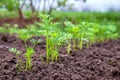 Sowing carrots in the bed. Sprouting of young carrot plants in a row Royalty Free Stock Photo
