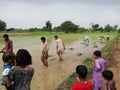 Sowing crops of rice in a Pakistani village