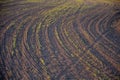 Sowing grain on a farm with black topsoil. dry seasons are a problem and water is really needed in the spring. crooked lines that Royalty Free Stock Photo