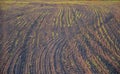 Sowing grain on a farm with black topsoil. dry seasons are a problem and water is really needed in the spring. crooked lines that Royalty Free Stock Photo