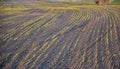 Sowing grain on a farm with black topsoil. dry seasons are a problem and water is really needed in the spring. crooked lines that Royalty Free Stock Photo