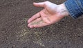 Sowing grass seed