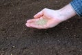 Sowing grass seed into the soil Royalty Free Stock Photo