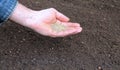 Sowing grass seed into the soil Royalty Free Stock Photo