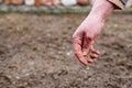 Sowing lawn grass seed into the soil. Farmer`s hand spreading seeds. Royalty Free Stock Photo