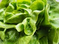 Sowing lettuce. An annual herb of the genus Lettuce of the Asteraceae family. Delicious fortified leaves. Green salad Royalty Free Stock Photo