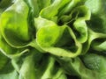 Sowing lettuce. A herb of the genus Lettuce of the Asteraceae family. Delicious fortified leaves. Green salad Royalty Free Stock Photo