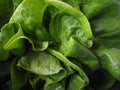 Sowing lettuce. An annual herb of the genus Lettuce of the Asteraceae family. Delicious fortified leaves. Green salad Royalty Free Stock Photo