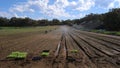 Sowing Lettuce - work on the farm