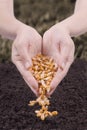 Sowing maize