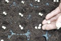 sowing pea seeds in seedbed. gardener's hand growing peas